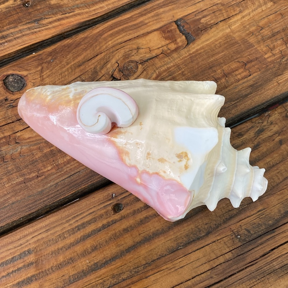Caribbean Conch Real  Shell  Footed Bowl - Picture 5 of 9